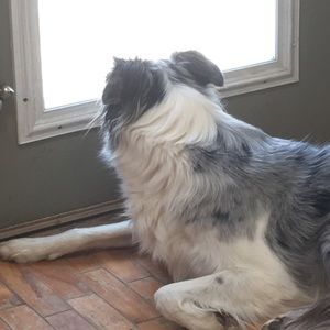 Meet your Posher, Anne-marie